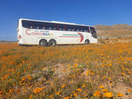 Coachman for bus and coach hire, Midrand